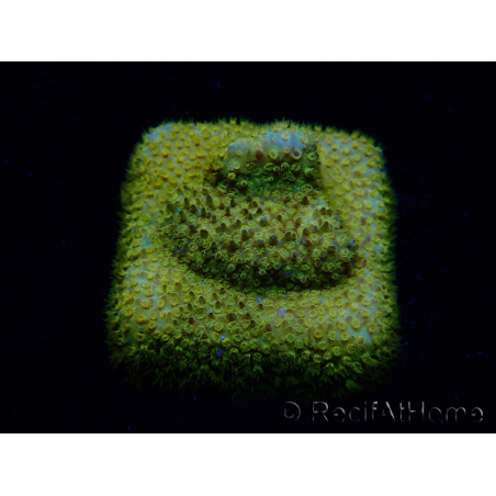 WYSIWYG - RAH Stylocoeniella Yellow Canary