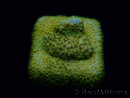 WYSIWYG - RAH Stylocoeniella Yellow Canary