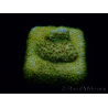 WYSIWYG - RAH Stylocoeniella Yellow Canary K3