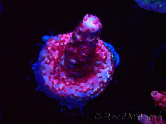 WYSIWYG MH Acropora Red Robin 5A6
