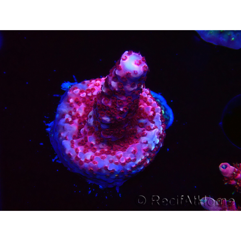 WYSIWYG MH Acropora Red Robin 5R1