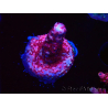 WYSIWYG MH Acropora Red Robin 5R1