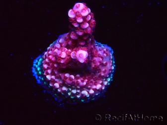 WYSIWYG MH Acropora Red Robin 5A7