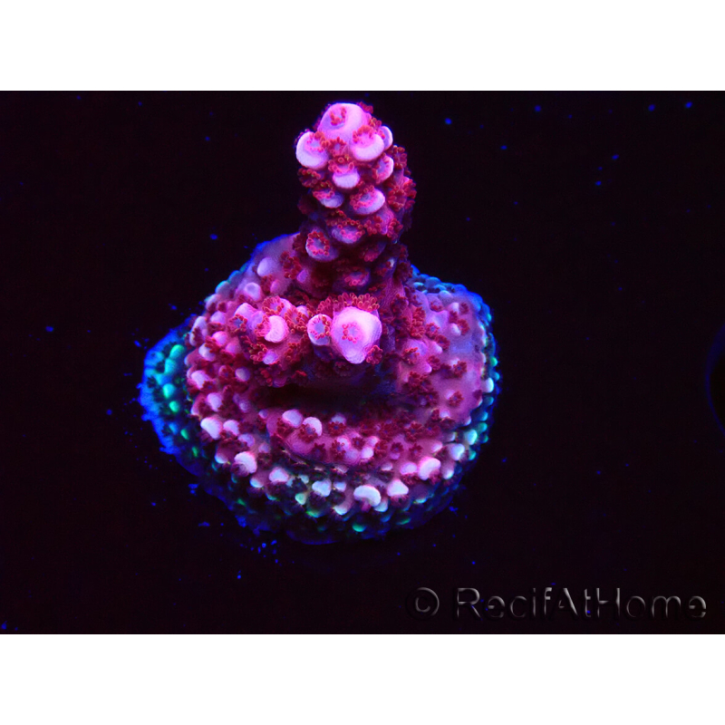 WYSIWYG MH Acropora Red Robin 5R3