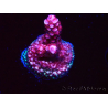 WYSIWYG MH Acropora Red Robin 5R3