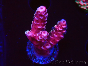 WYSIWYG MH Acropora Red Robin 5R2