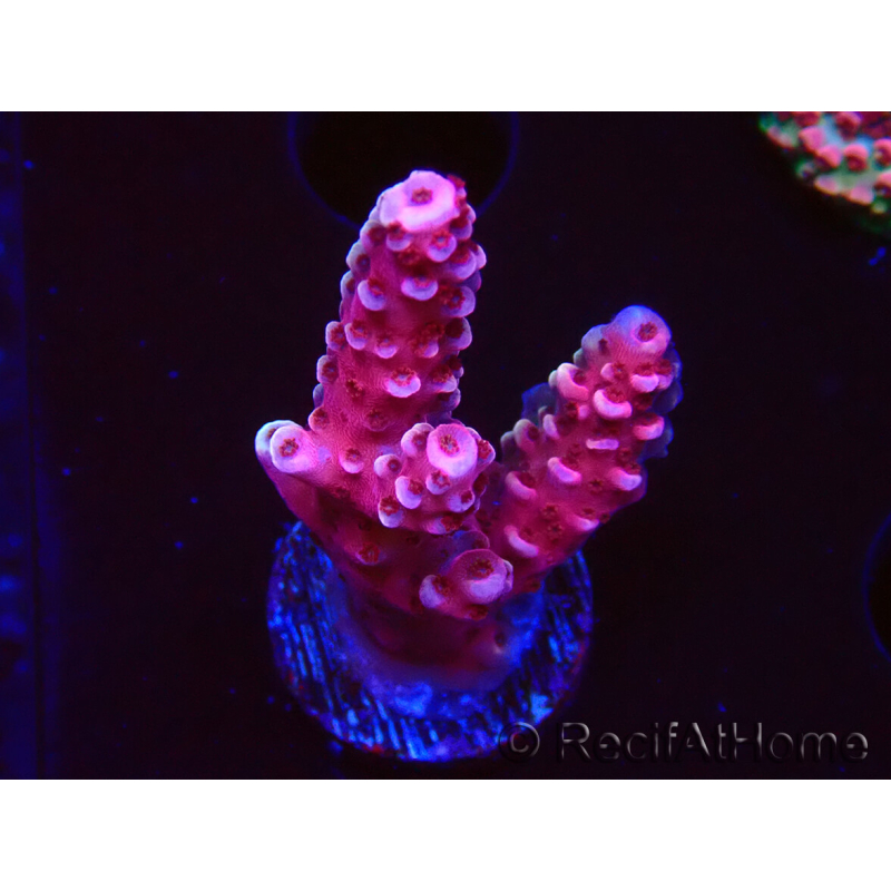 WYSIWYG MH Acropora Red Robin 5A8