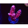 WYSIWYG MH Acropora Red Robin 5R2