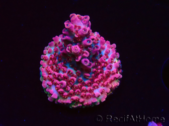 WYSIWYG RAH Acropora hyacinthus Pink Planet