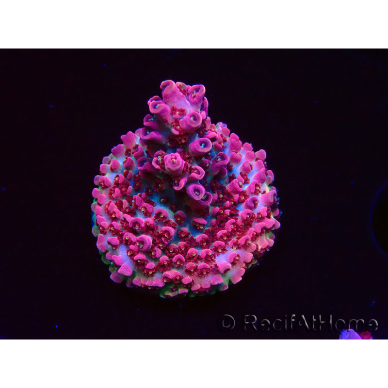 WYSIWYG RAH Acropora hyacinthus Pink Planet 5B9