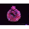 WYSIWYG RAH Acropora hyacinthus Pink Planet 5B9
