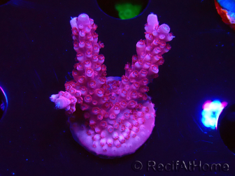 WYSIWYG RAH Acropora ballerina 5