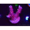 WYSIWYG RAH Acropora ballerina 5