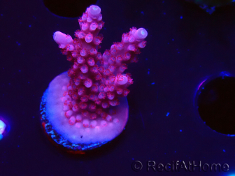 WYSIWYG RAH Acropora ballerina 5