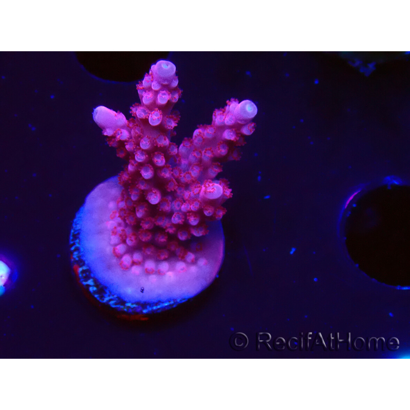 WYSIWYG RAH Acropora ballerina 5