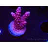 WYSIWYG RAH Acropora ballerina 5