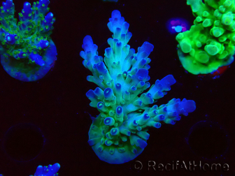 WYSIWYG RAH Acropora austera teal 5X3