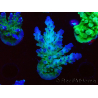 WYSIWYG RAH Acropora austera teal 5F8