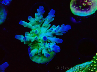 WYSIWYG RAH Acropora austera teal 5F9