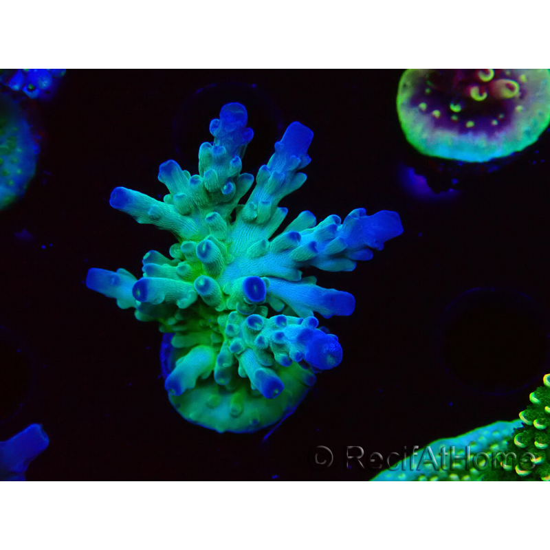 WYSIWYG RAH Acropora austera teal 5X4
