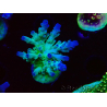 WYSIWYG RAH Acropora austera teal 5X4