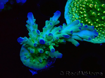 WYSIWYG RAH Acropora austera teal 5F10
