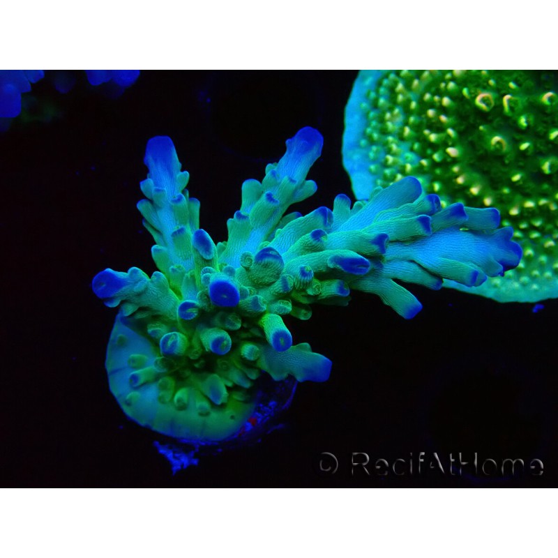 WYSIWYG RAH Acropora austera teal 5X4