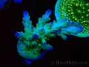 WYSIWYG RAH Acropora austera teal 5X4