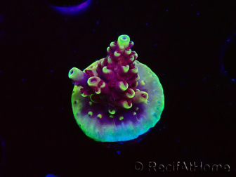 WYSIWYG RAH Acropora Helionis 5G6