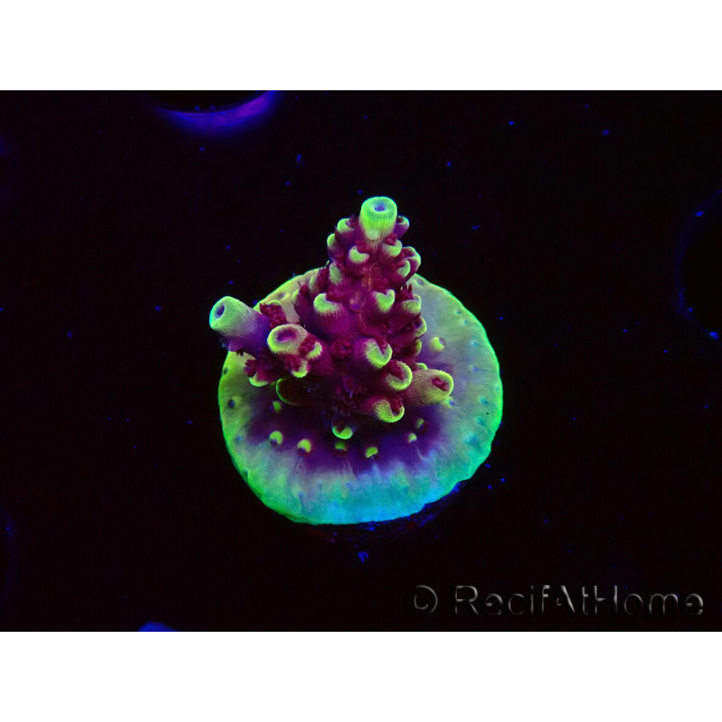 WYSIWYG RAH Acropora Helionis 5G