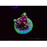 WYSIWYG RAH Acropora Helionis 5G