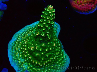 WYSIWYG RAH Acropora abrotanoides Pink Tips 5H1