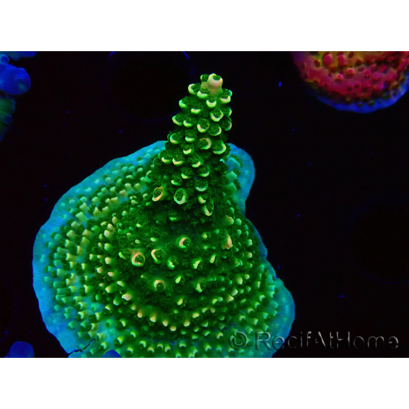 WYSIWYG RAH Acropora abrotanoides Pink Tips 5H1