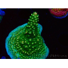 WYSIWYG RAH Acropora abrotanoides Pink Tips 5