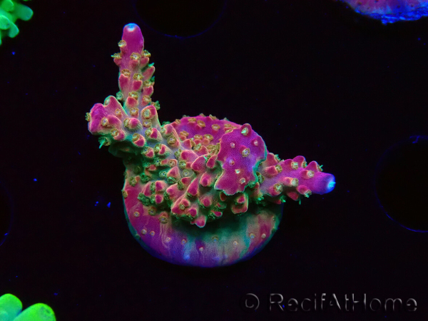 WYSIWYG FF Acropora Skittles Bomb 5G