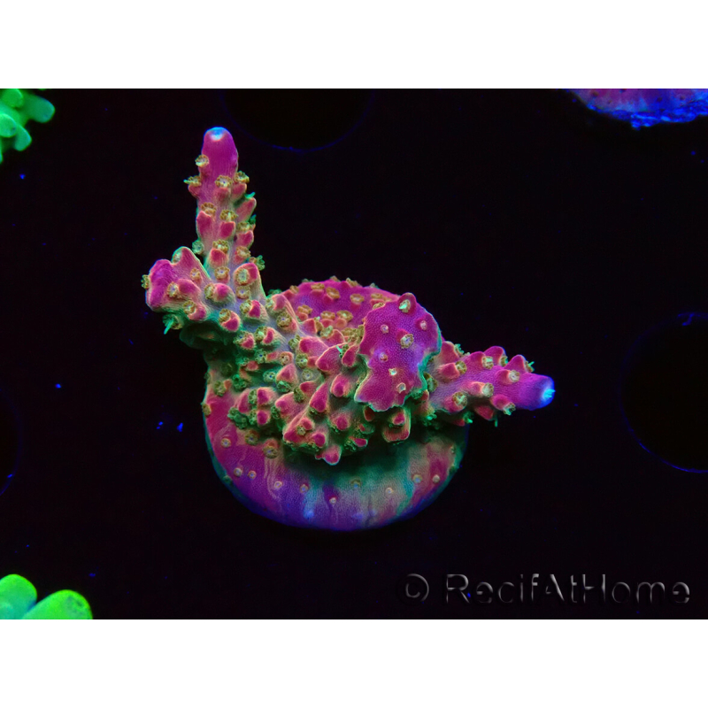WYSIWYG FF Acropora Skittles Bomb 5G