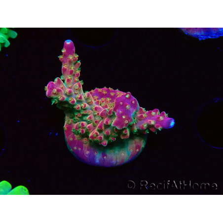 WYSIWYG FF Acropora Skittles Bomb 5H7