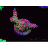 WYSIWYG FF Acropora Skittles Bomb 5G
