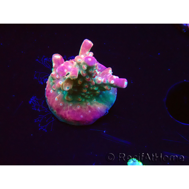 WYSIWYG FF Acropora Skittles Bomb 5G