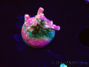 WYSIWYG FF Acropora Skittles Bomb 5H8