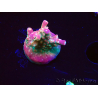 WYSIWYG FF Acropora Skittles Bomb 5G