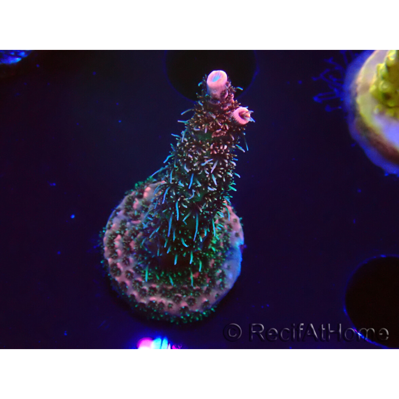 WYSIWYG RAH Acropora millepora Hairy Fairy 5K6