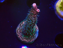 WYSIWYG RAH Acropora millepora Hairy Fairy 5K6