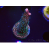 WYSIWYG RAH Acropora millepora Hairy Fairy 5K6