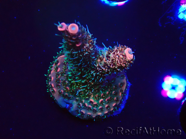WYSIWYG RAH Acropora millepora Hairy Fairy 5K7