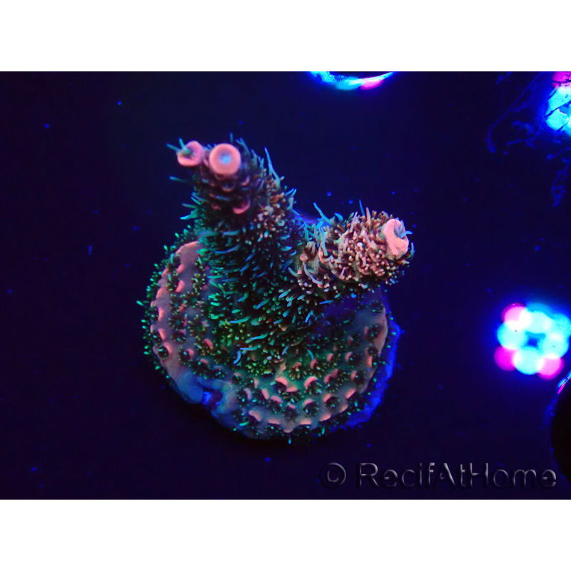 WYSIWYG RAH Acropora millepora Hairy Fairy 5K7