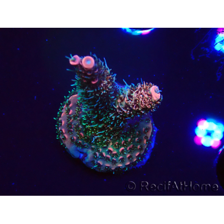WYSIWYG RAH Acropora millepora Hairy Fairy 5K7