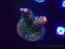 WYSIWYG RAH Acropora millepora Hairy Fairy 5K