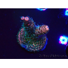 WYSIWYG RAH Acropora millepora Hairy Fairy 5K