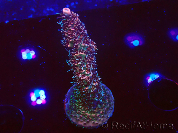 WYSIWYG RAH Acropora millepora Hairy Fairy 5K8
